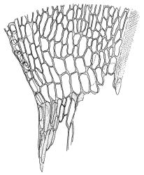 Cratoneuron filicinum, alar cells of stem leaf. Drawn from G.O.K. Sainsbury s.n., 26 Dec. 1950, WELT M013626.
 Image: R.C. Wagstaff © Landcare Research 2014 